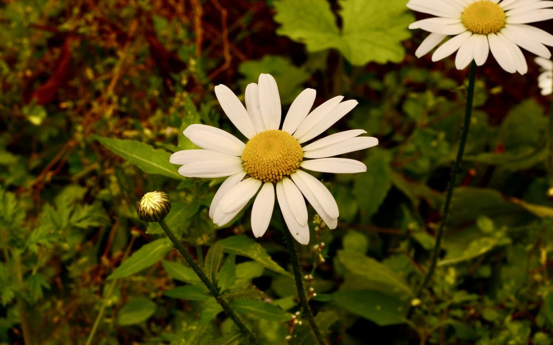 J’étais aveugle -maintenant je vois