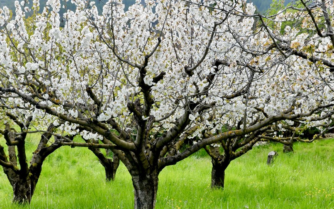 De nos villages à la Terre Sainte : la Paix pour tous