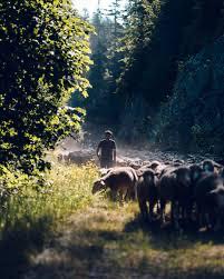 Dimanche du Bon Pasteur